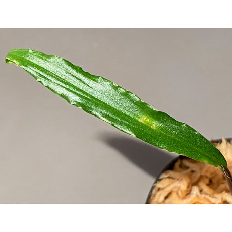 Homalomena vittifolia from Sulawesi [LA0811-00] ②