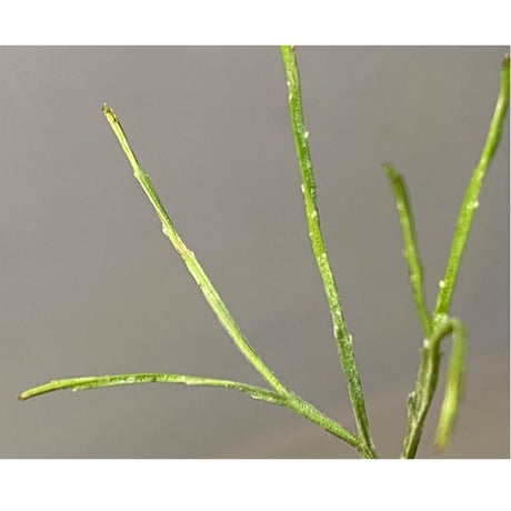 Psilotum nudum Phatthalung Southern Thailand