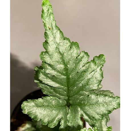 Bolbitis sp. from Siberut [LA]