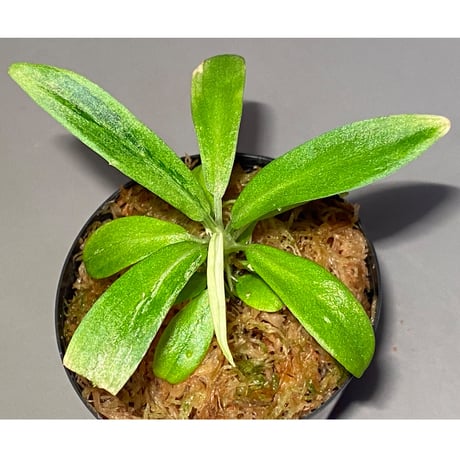 Schismatoglottis sp. "初霜錦" from Murung raya [LA0515-05]