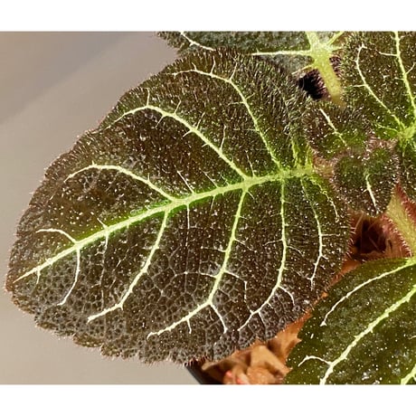 Pearcea hypocyrtiflora from Rio Napo Ecuador [tanakay] 白葉脈