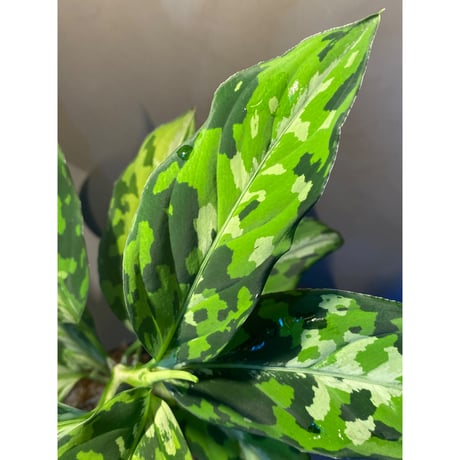 Aglaonema pictum "マルチカラー白玉" D.F.S from Sumatera barat [AZ0912-1]