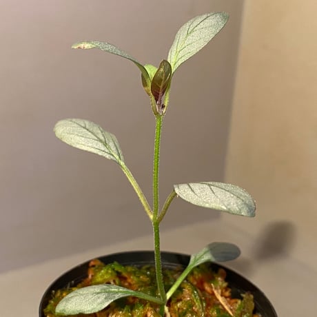 Acanthaceae gen. from Laos [LA]