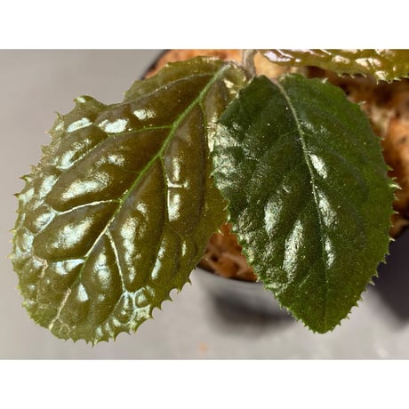 Ardisia sp. from Bengkulu [LA0315-1]