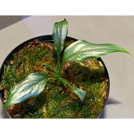 Homalomena sp. White leaf from "Pendang" Kal tengah [TB]