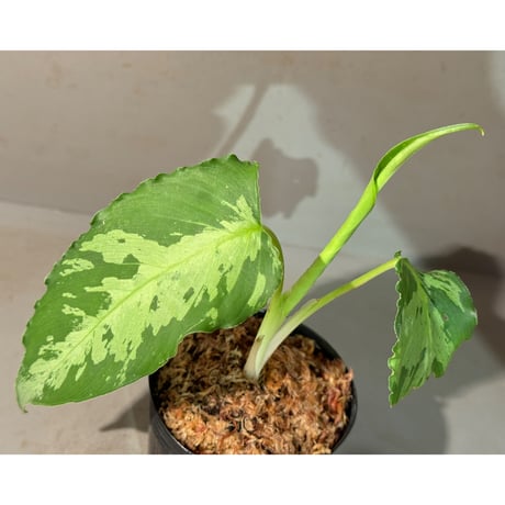 Schismatoglottis scortechinii ①