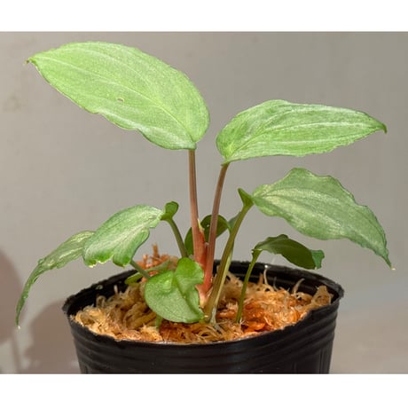 Homalomena sp. "Shirogane" SGR from Pulau Linga [HW1017-XX]