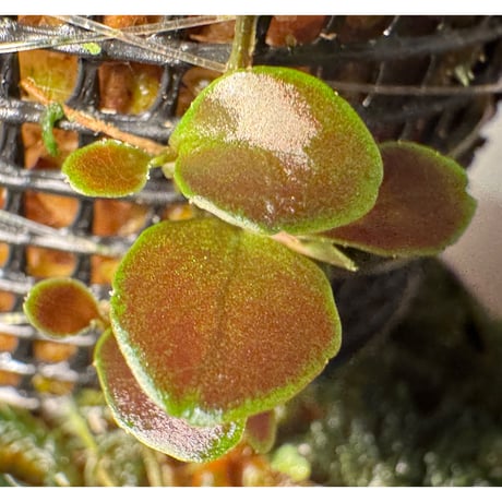Marcgravia sp. "Azreal"