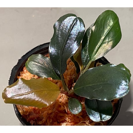(2芽) Bucephalandra sp. "Metallic dark purple"