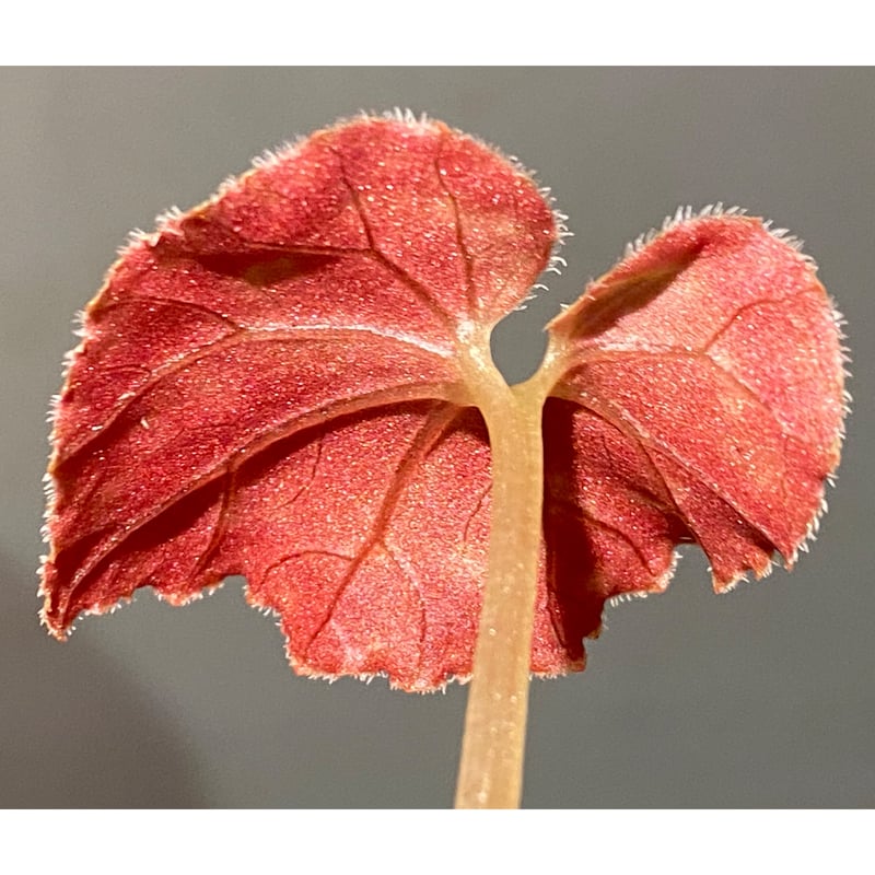 Begonia cf. curtisii from Krabi Thailand | M・R・G・R