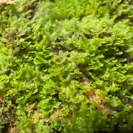 Unknown fern