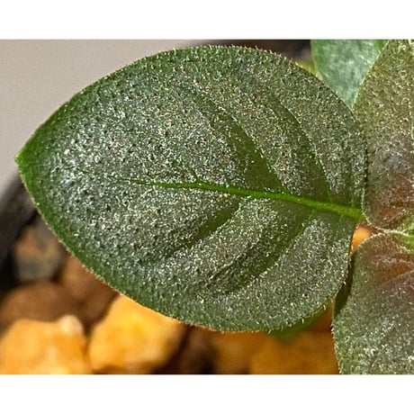 Ophiorrhiza sp. from Papua Barat[LA0319-01]