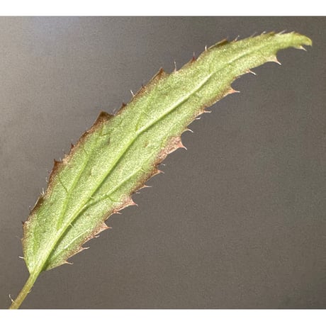 Begonia ambodiforahensis from Madagascar [LA0022-05z]