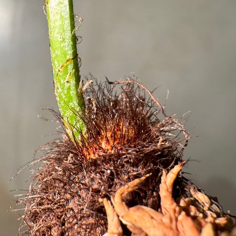 Drynaria sparsisora from West Java