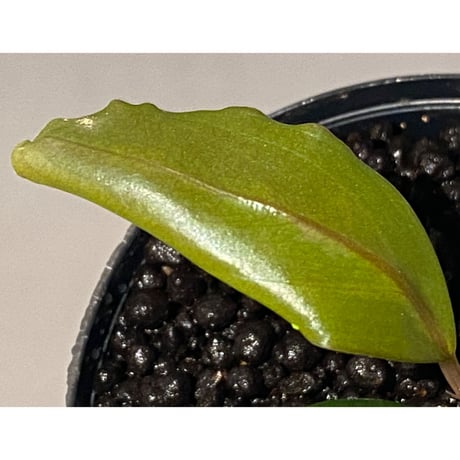 Bucephalandra sp. "Serawai 1" Kab. Sintang [TB]