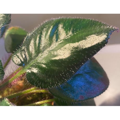 Deinostigma sp. "Bit" from P.Lingga [AZ0517-13]