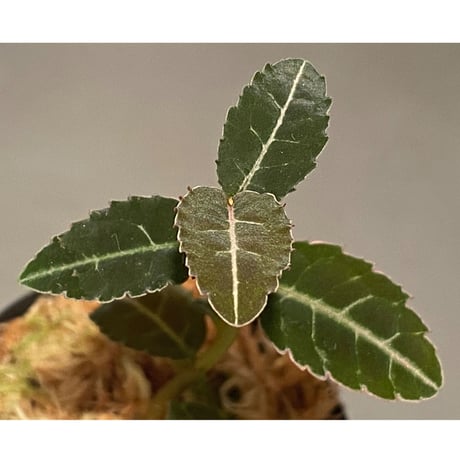 Emblemantha urnulata (Labisia sp.) from Riau sumatera [LA0815-01]