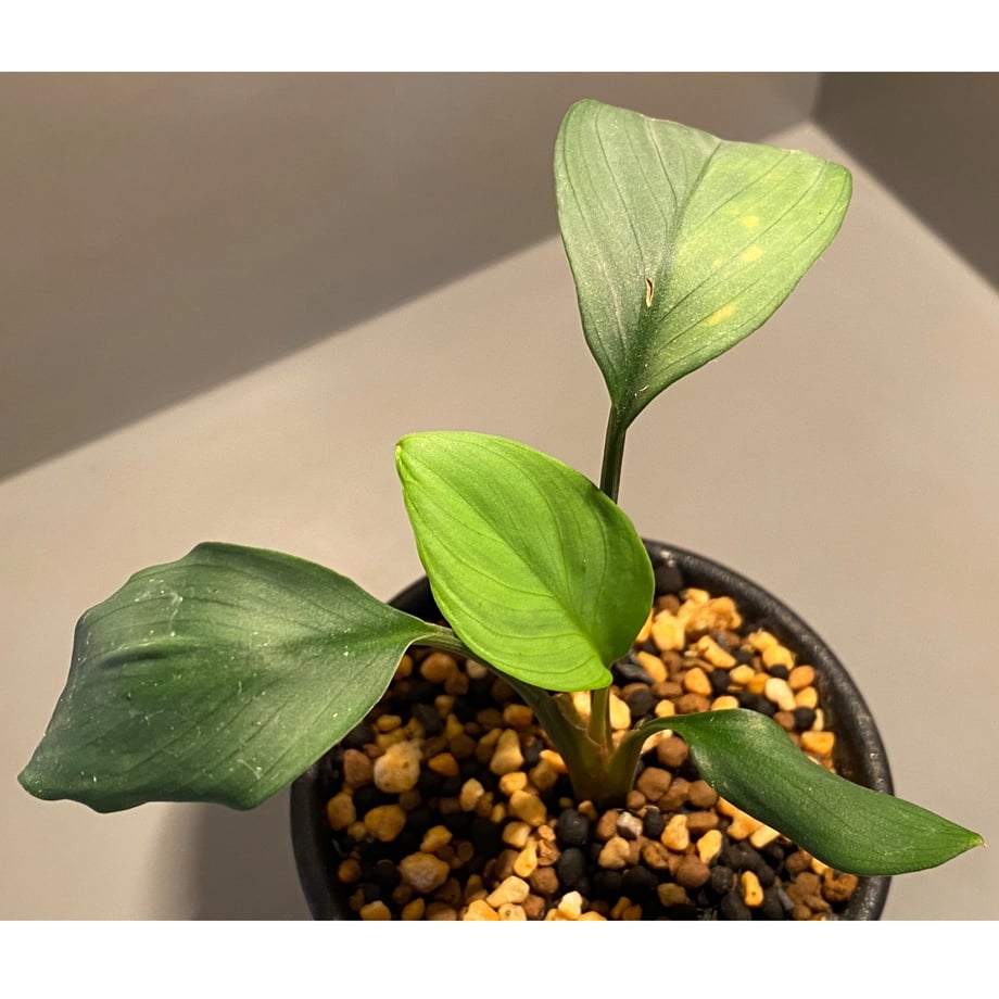 5ef463542d60072554b27fb8