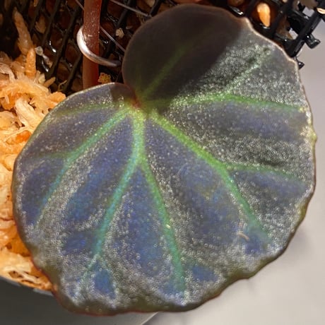 Begonia sp. from Sarawak
