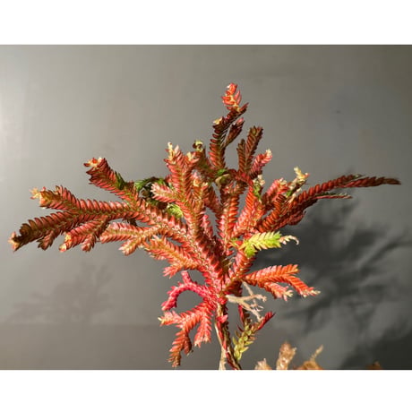 Selaginella erythropus from West Java