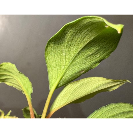 Homalomena "鯖×月" [LA-hyb.22-04]