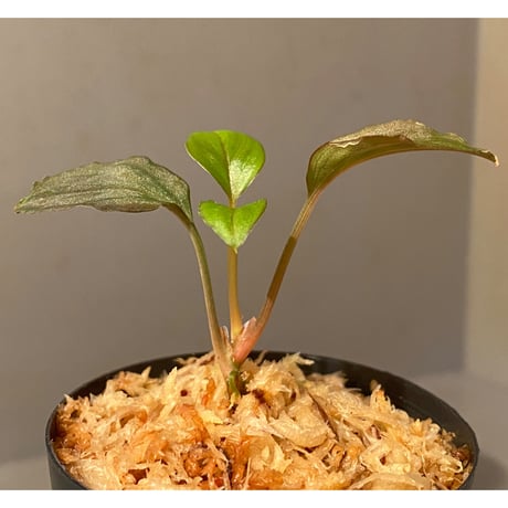 Homalomena sp. from Solok sumatera [LA0616-03]