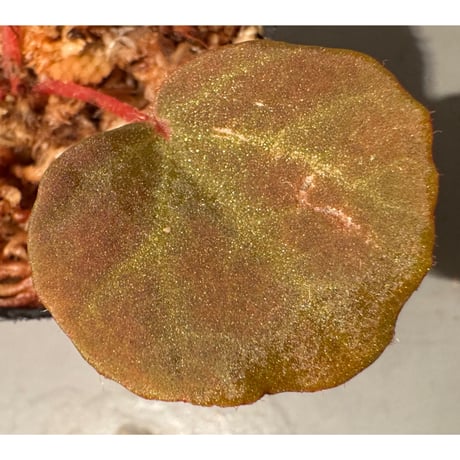 Begonia sp. from Chiku Kelantan