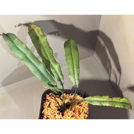 Asplenium sp. from Sulawesi ②