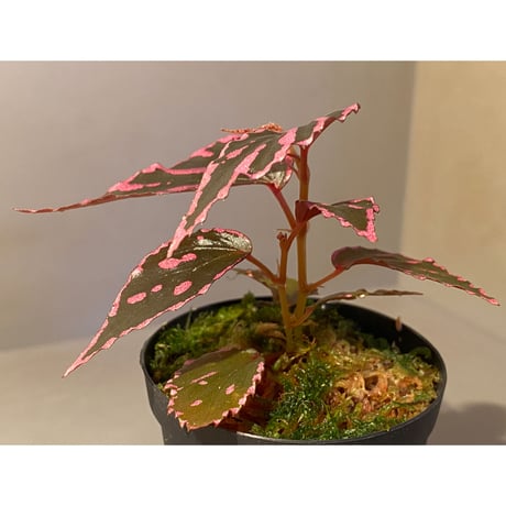 Begonia sp. ぼっち株 from Julau [R1214-01b]
