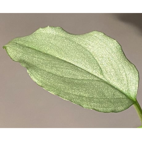 Homalomena sp. "Silver Bullet GG" from P.Linga [AZ0917-1]