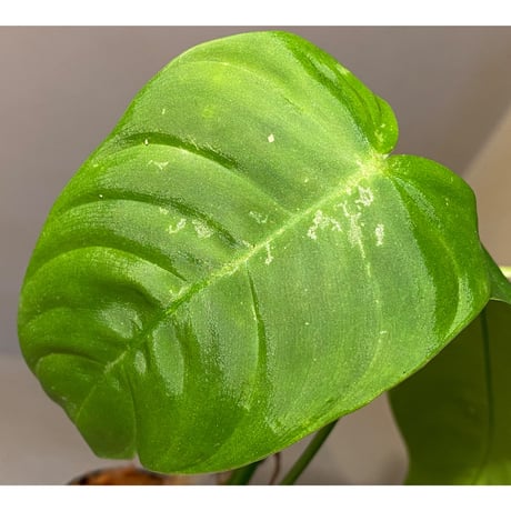 Philodendron sharoniae