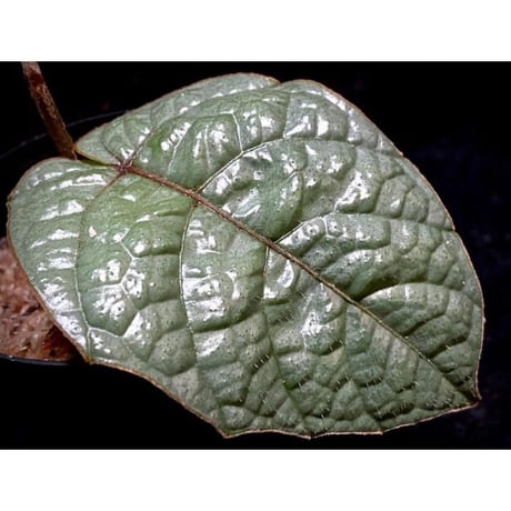 Pterisanthes sp. from Sabah-1 [R0515-01a]