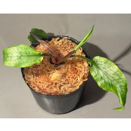 クリプトコリネ | STORES