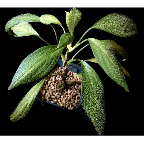 Homalomena hasei "狐尾" from Aceh sumatera [LA0616-04]