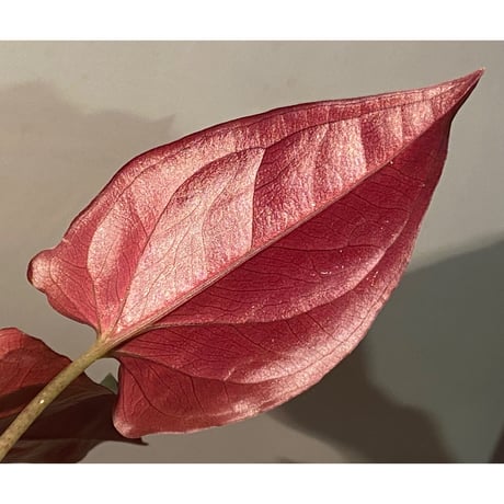 Syngonium sp. from Choco Colombia [tanakay]