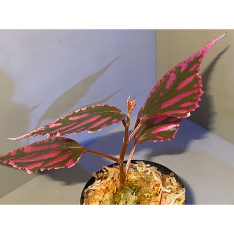 Begonia sp. ぼっち株 from Julau [R1214-01b]