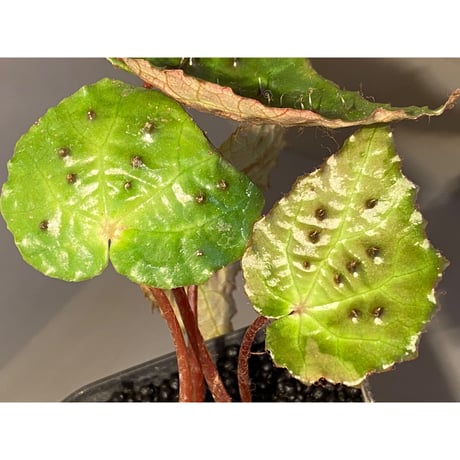 Begonia ferox from Northern Vietnam ③