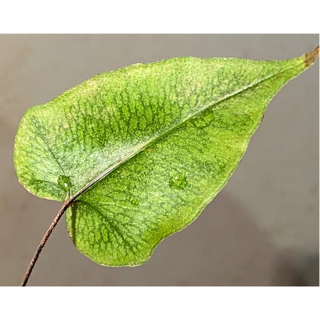 Hemionitis arifolia from Prachuap Khiri Khan