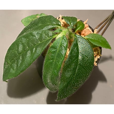 Columnea eburnea