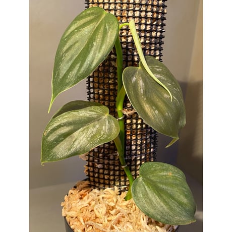 Philodendron sp. from Iquitos Peru [tanakay]
