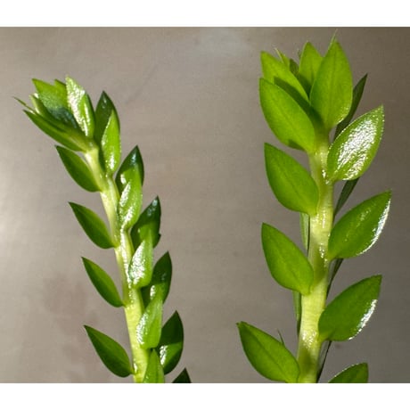 (大株) Phlegmariurus phlegmarioides Aimas, Sorong, West Papua 伊藤蟻植物農園