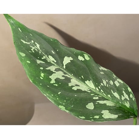 Aglaonema pictum "しるば〜らいん" from Aceh sumatera [LA1218-01b] グリーンマルシェ No.5