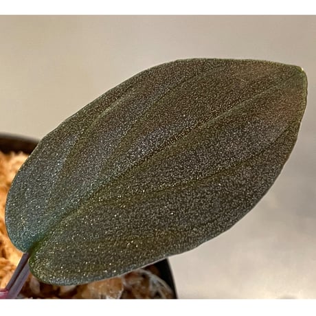 Homalomena sp. Red "Sabah-6" [R0515-03a]