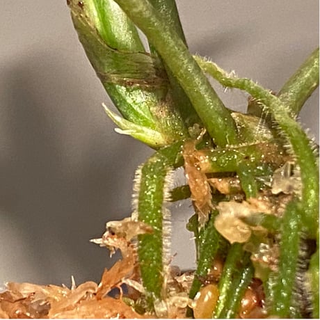 Pursegloveia minima from Sintang West Kalimantan