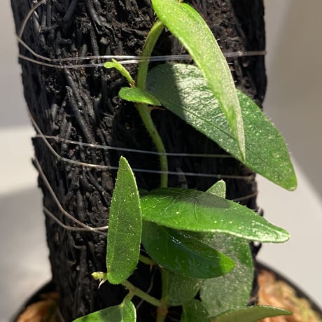 Ficus sp. from Bau
