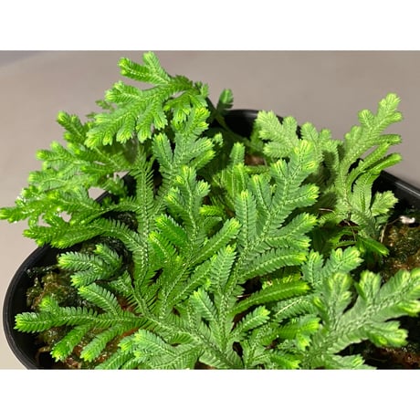 Selaginella biformis [STRINGE PLANTS]