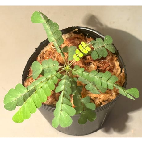 Biophytum sp. "Silver Frost Type"