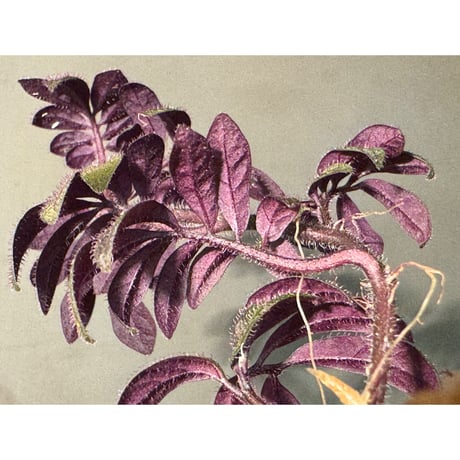 Solanum uleanum