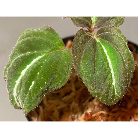 Melastoma sp. "White line" from Tambunan