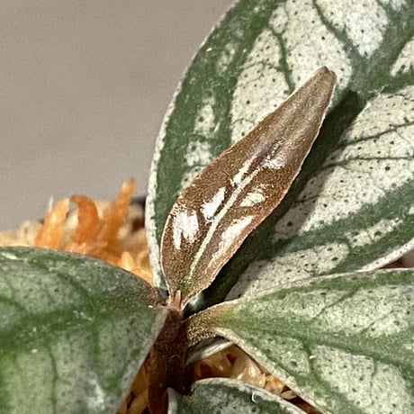Ardisia sp. from Bukittinggi